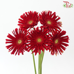 Gerbera Spider/ Pasta