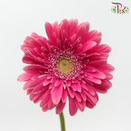 Gerbera