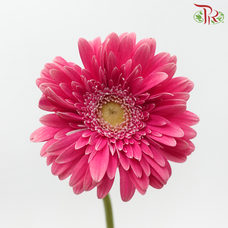 Gerbera