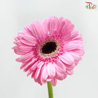 Gerbera