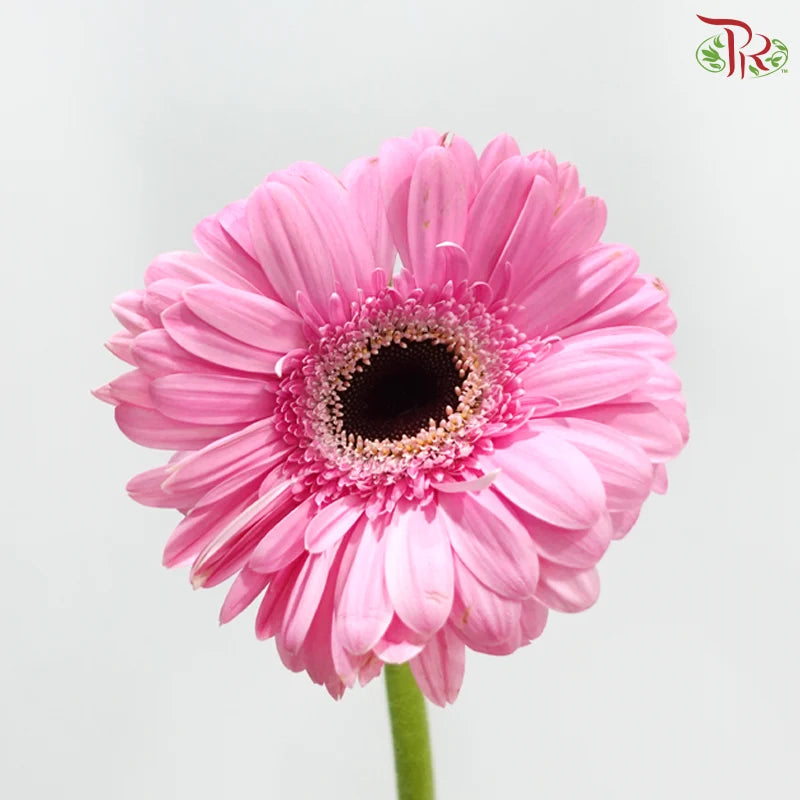 Gerbera