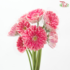 Gerbera