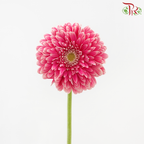 Gerbera