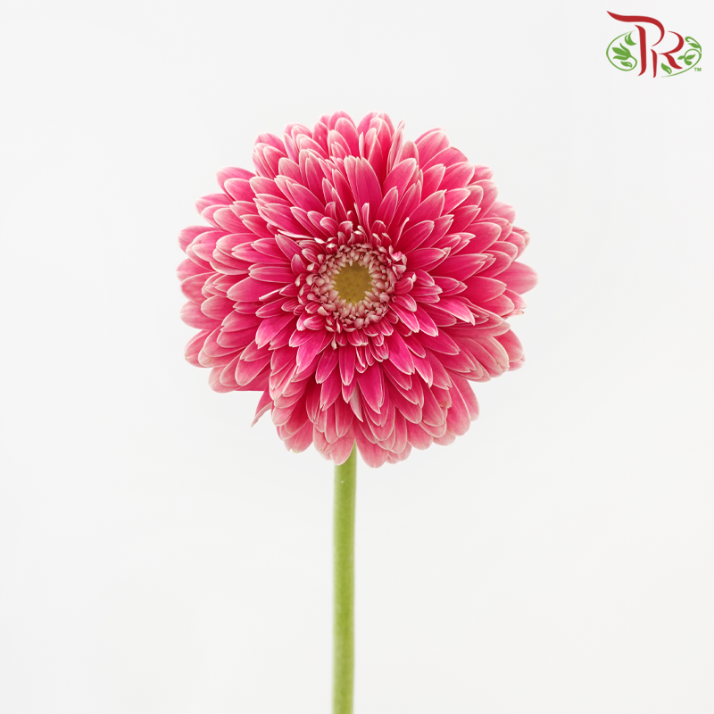 Gerbera