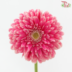 Gerbera