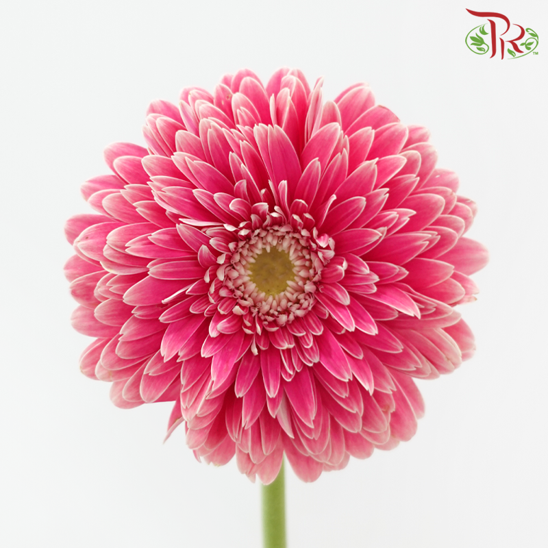Gerbera
