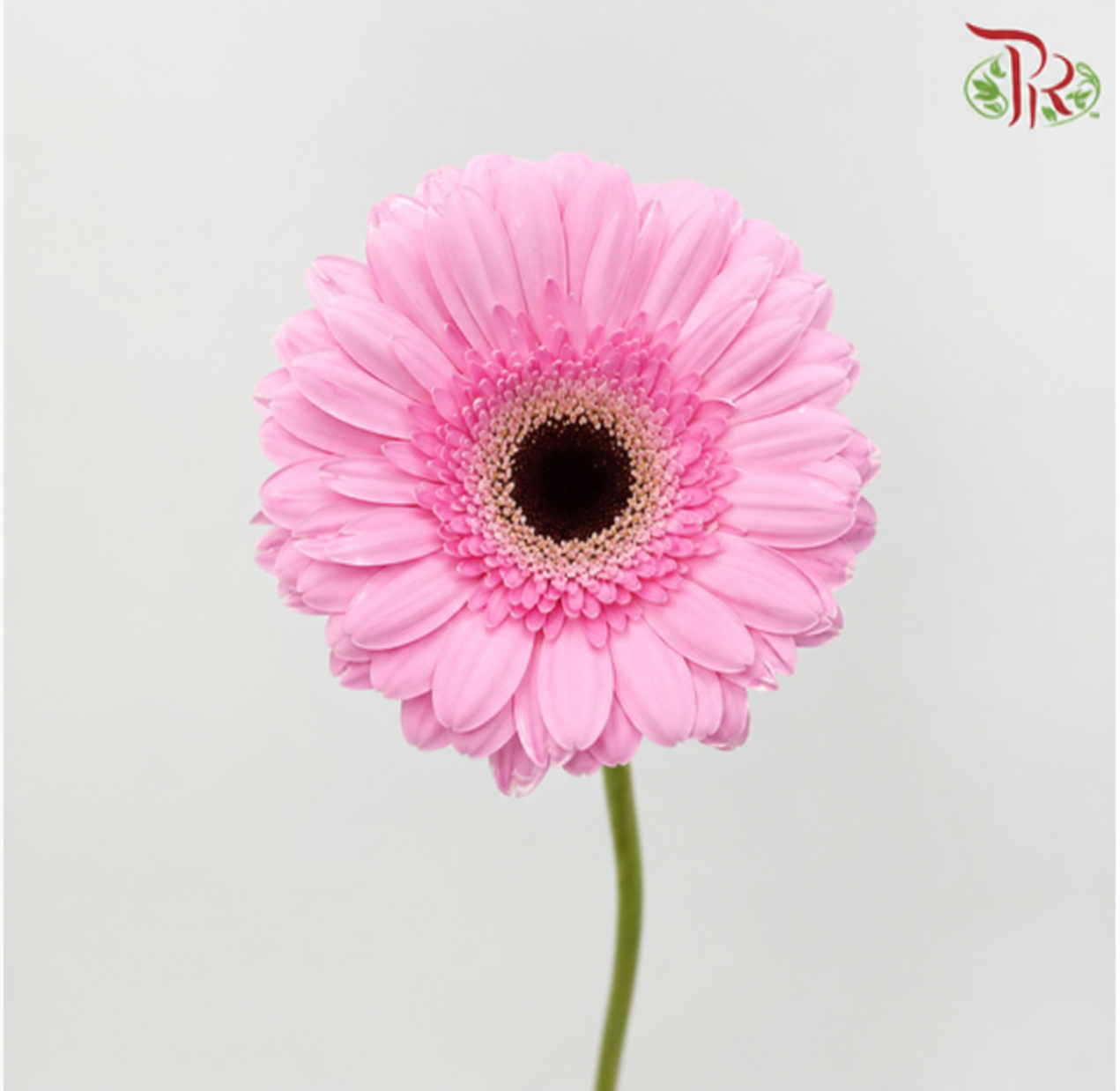 Gerbera