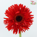 Gerbera Gemini / Pasta