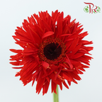 Gerbera Gemini / Pasta