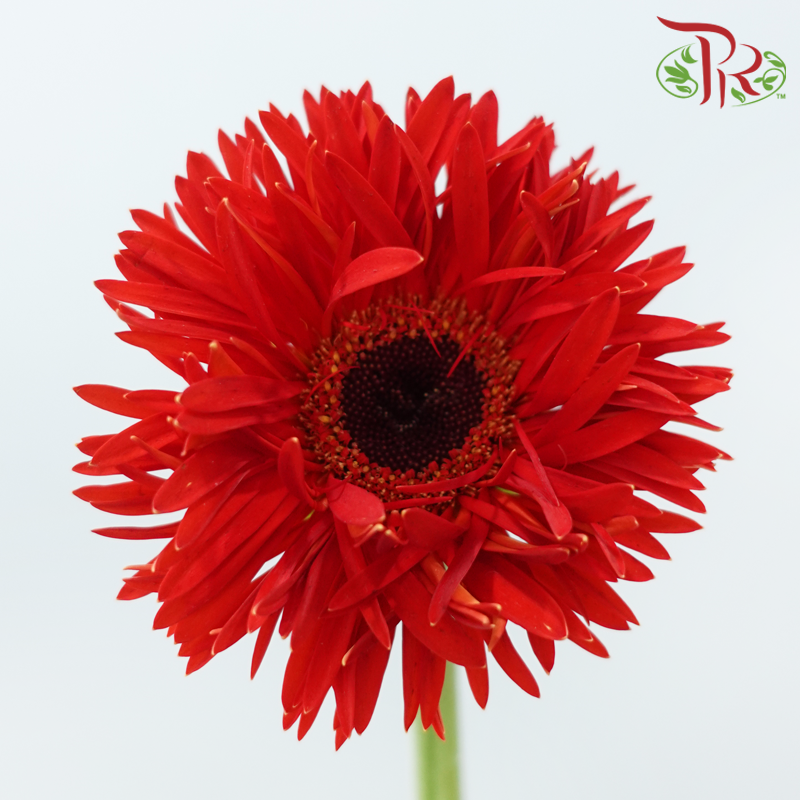 Gerbera Gemini / Pasta