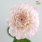 Dahlia Ball Wizzard Of Oz - (5 Stems) - Pudu Ria Florist