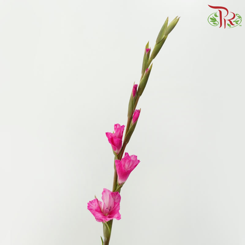 Gladiolus 《剑兰花》