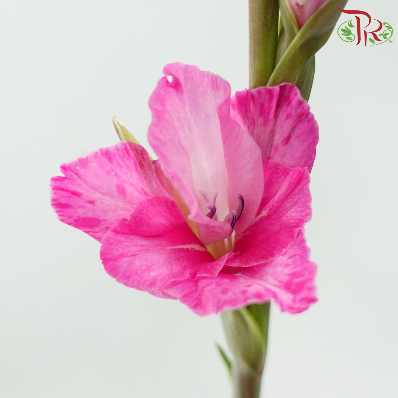 Gladiolus 《剑兰花》