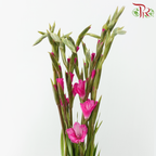 Gladiolus 《剑兰花》