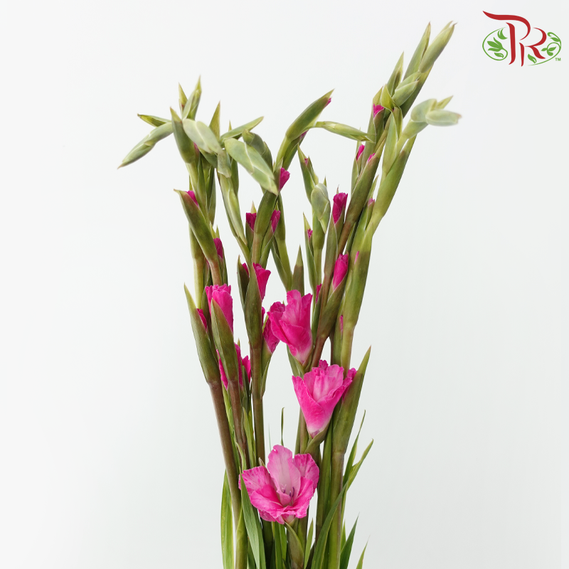 Gladiolus 《剑兰花》