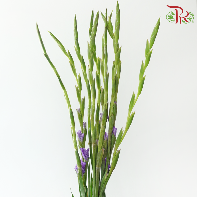 Gladiolus 《剑兰花》