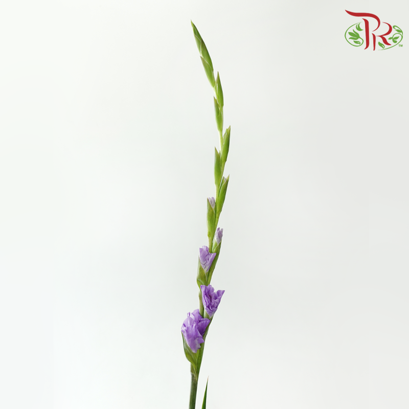 Gladiolus 《剑兰花》