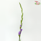 Gladiolus 《剑兰花》