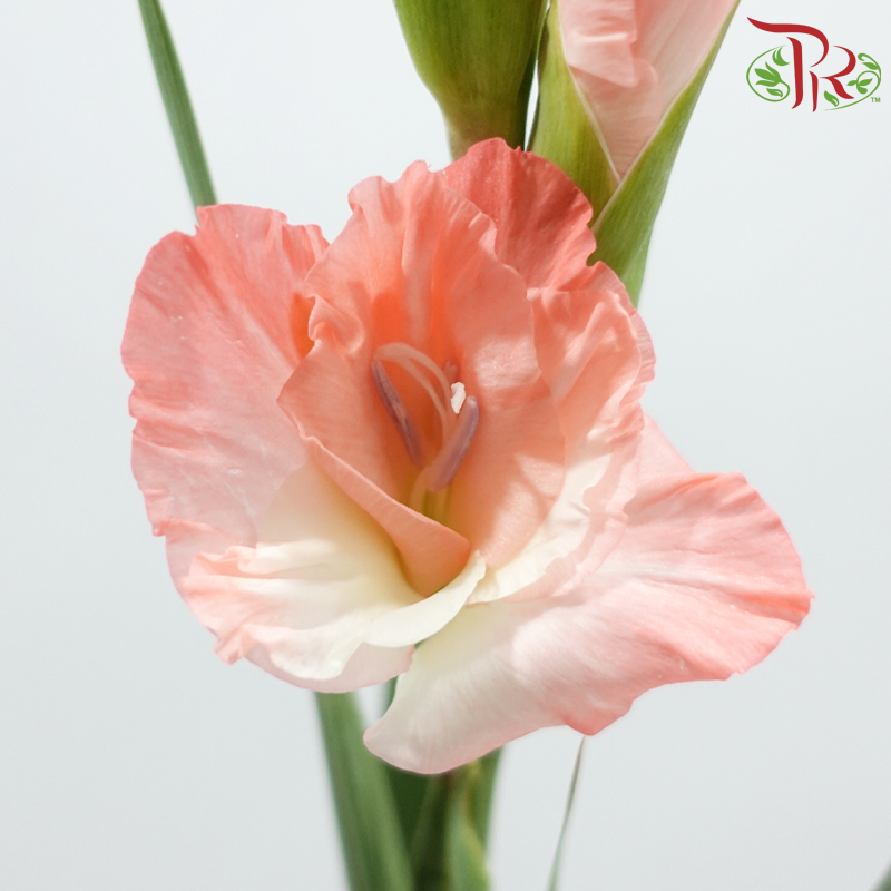 Gladiolus 《剑兰花》