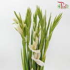 Gladiolus 《剑兰花》