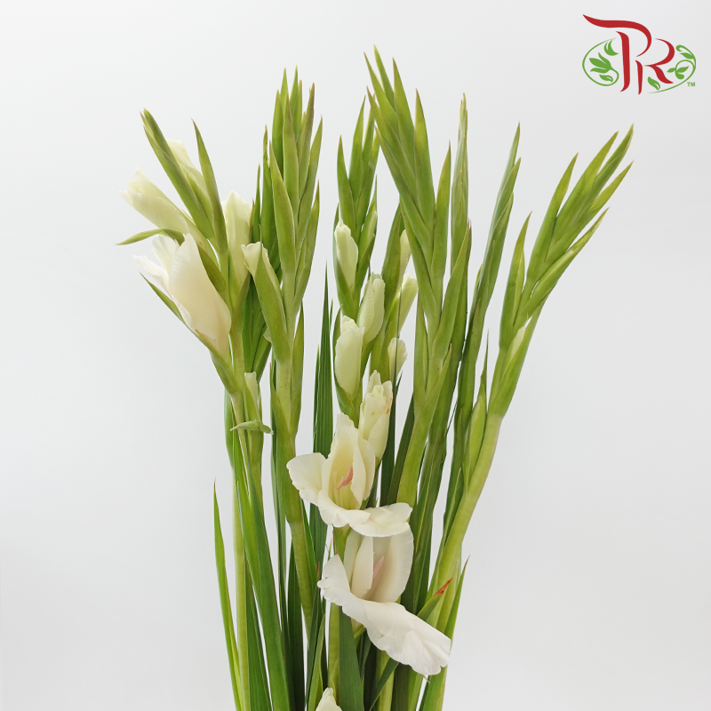 Gladiolus 《剑兰花》