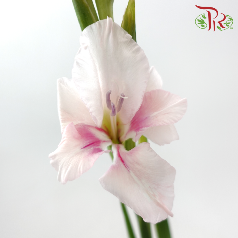 Gladiolus 《剑兰花》