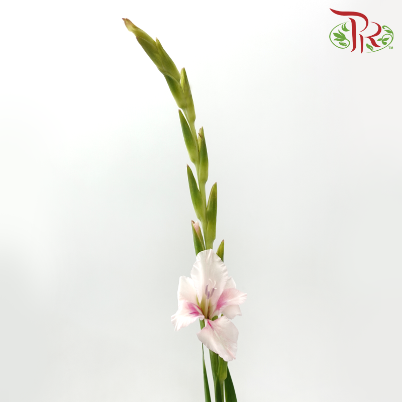 Gladiolus 《剑兰花》