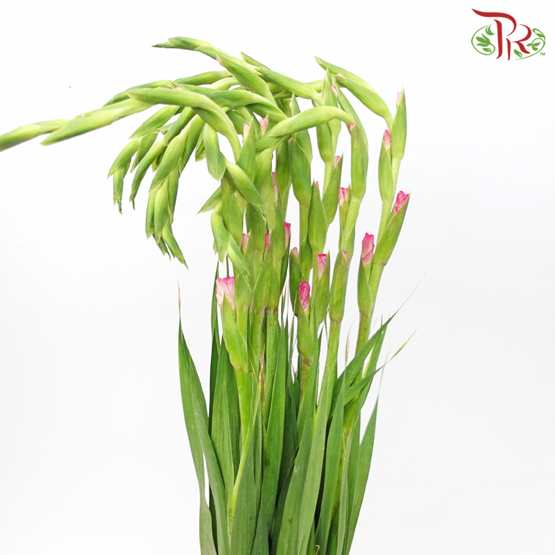 Gladiolus - Pink (10 Stems) - Pudu Ria Florist