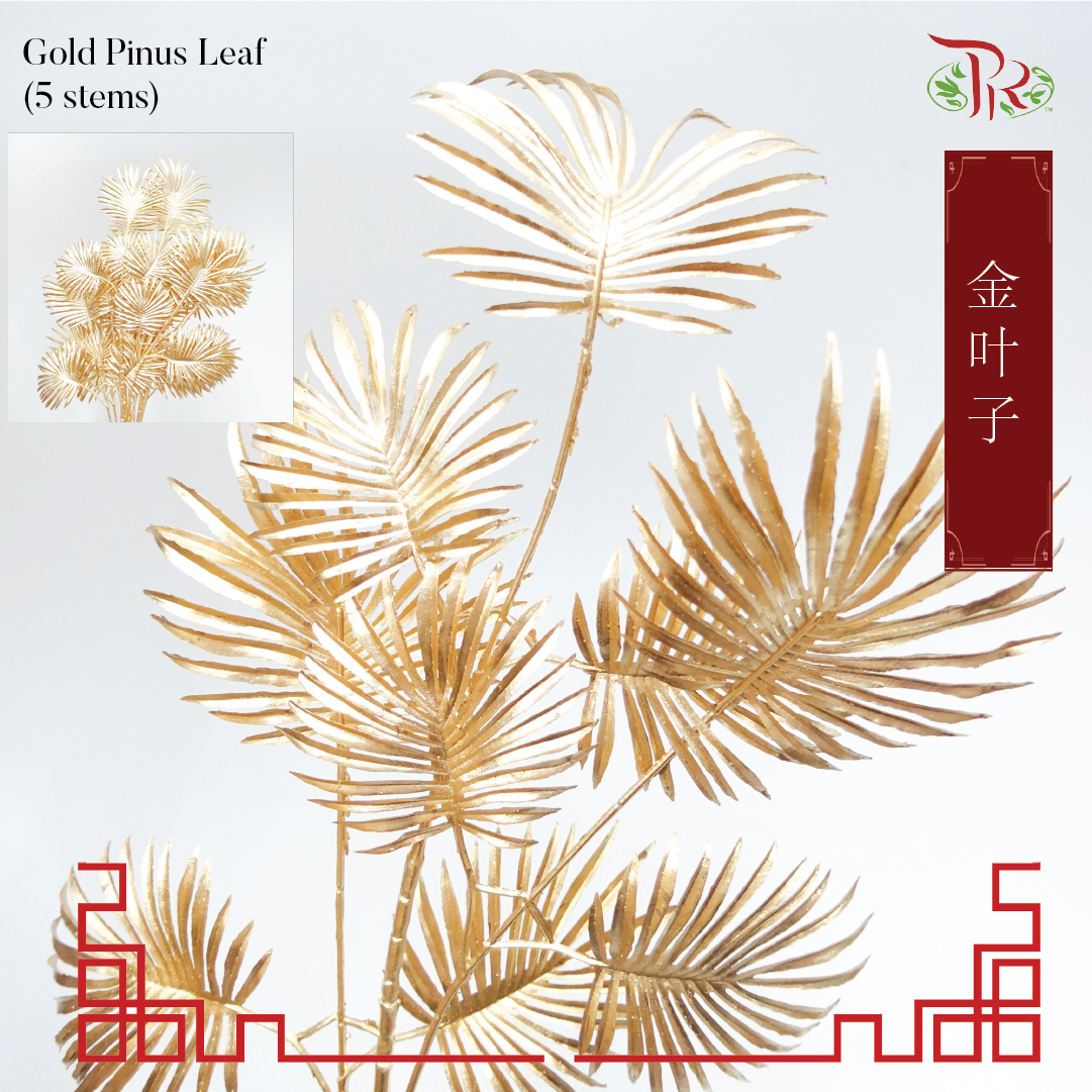 CNY Gold Leaf - Pinus Leaf (5 Stems) - Pudu Ria Florist