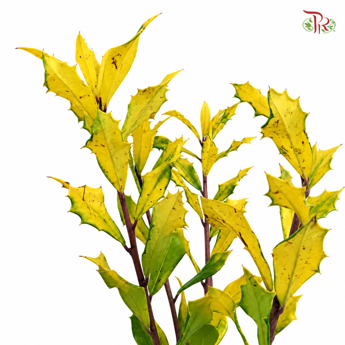 Golden Harvest (Ilex Golden Oakland)
