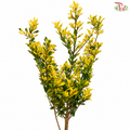 Golden Harvest (Ilex Golden Oakland)