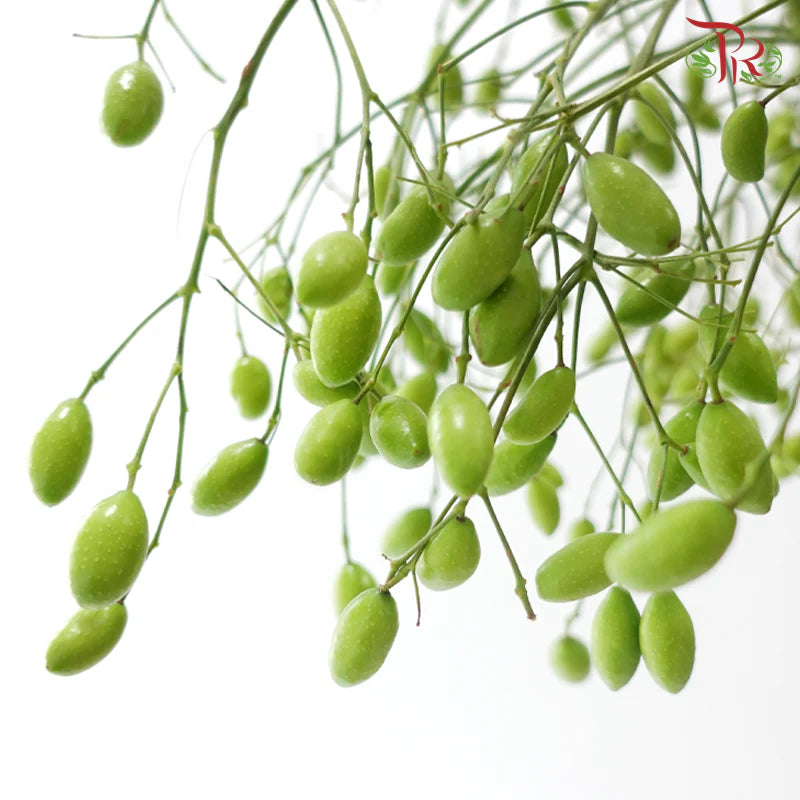 Gold Fruit (Per Bunch)