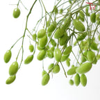 Gold Fruit (Per Bunch)