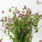Gomphrena Thousand Day