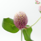 Gomphrena Thousand Day