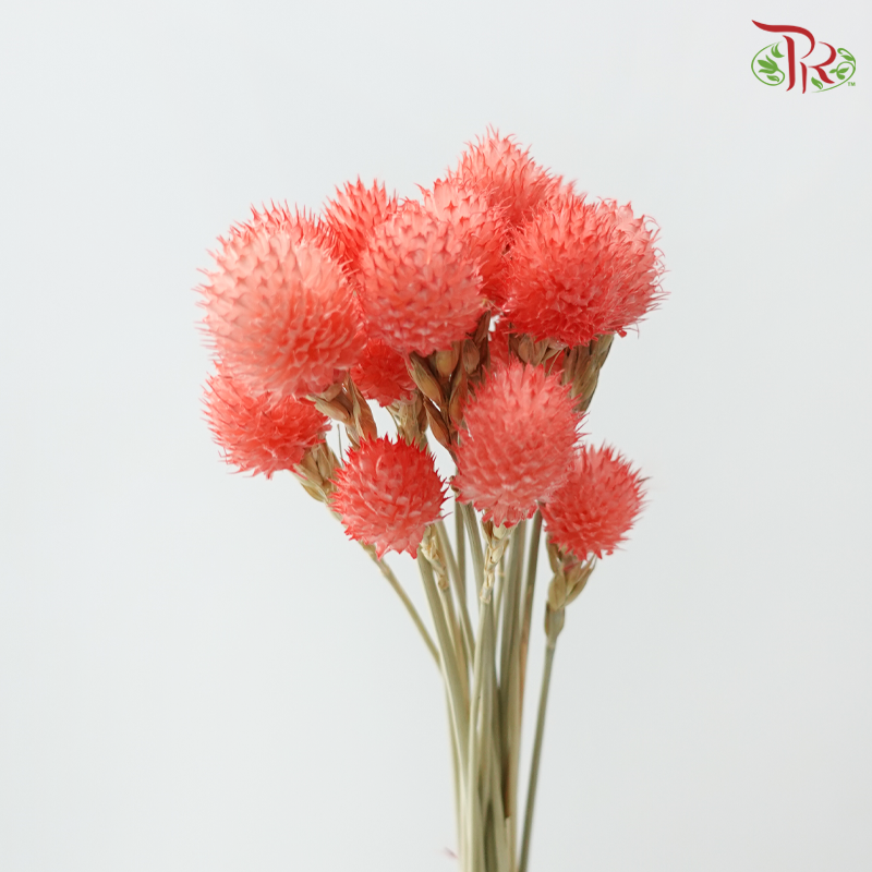 Dry Gomphrena