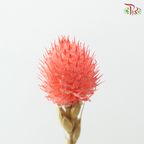 Dry Gomphrena
