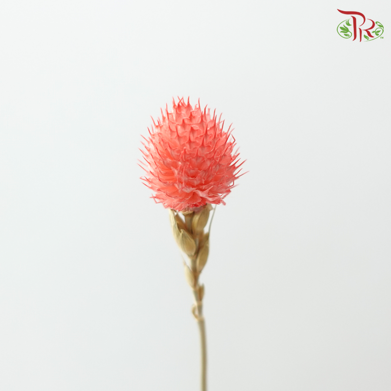 Dry Gomphrena