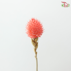 Dry Gomphrena