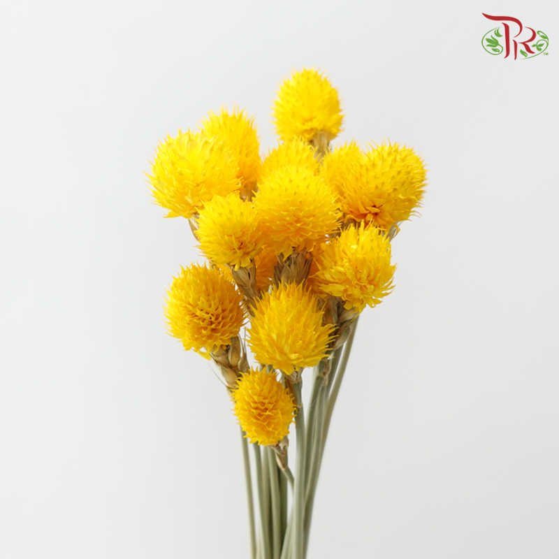 Dry Gomphrena
