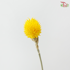 Dry Gomphrena