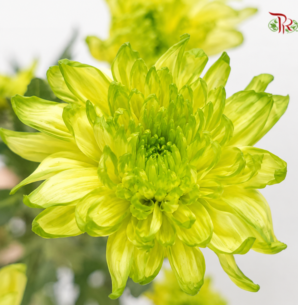 Chrysanthemum Pompom