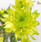 Chrysanthemum Pompom