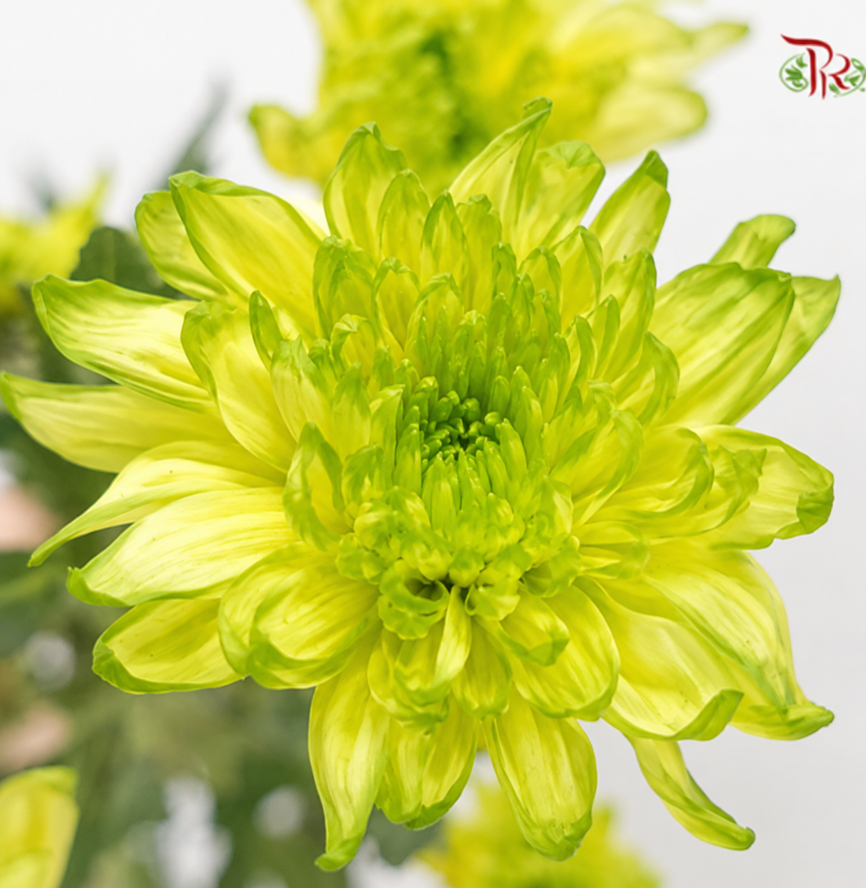 Chrysanthemum Pompom