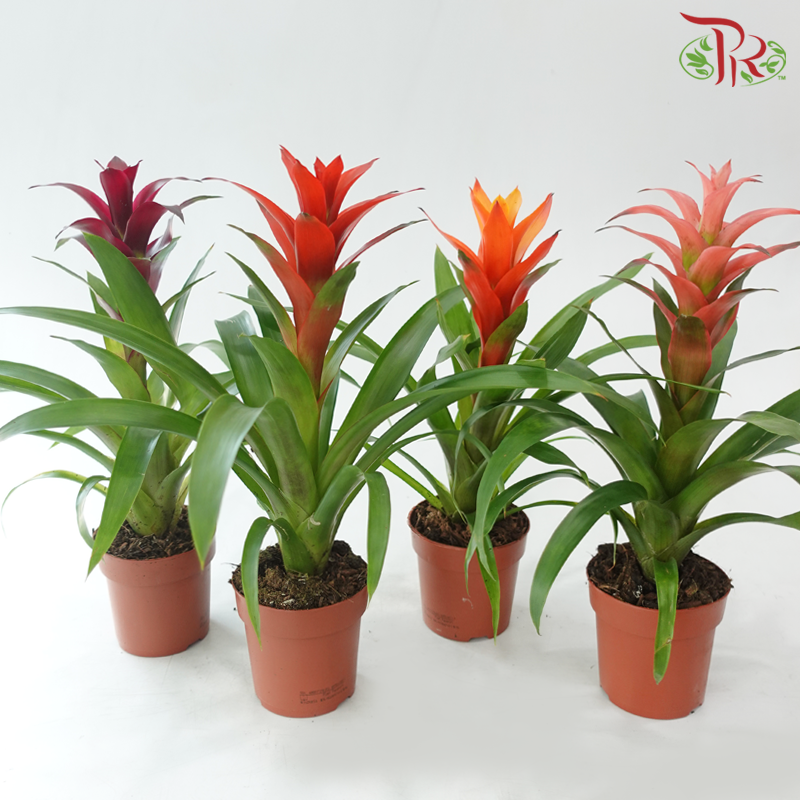 Guzmania Mix P120 - 50cm《星花凤梨》(Random Choose Colours)