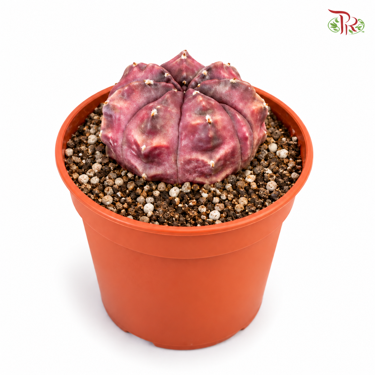 Gymnocalycium Mihanovichii Daydream P105 《白日夢仙人掌》
