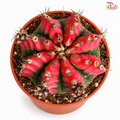 Gymnocalycium Mihanovichii VAR P85 《绯牡丹》