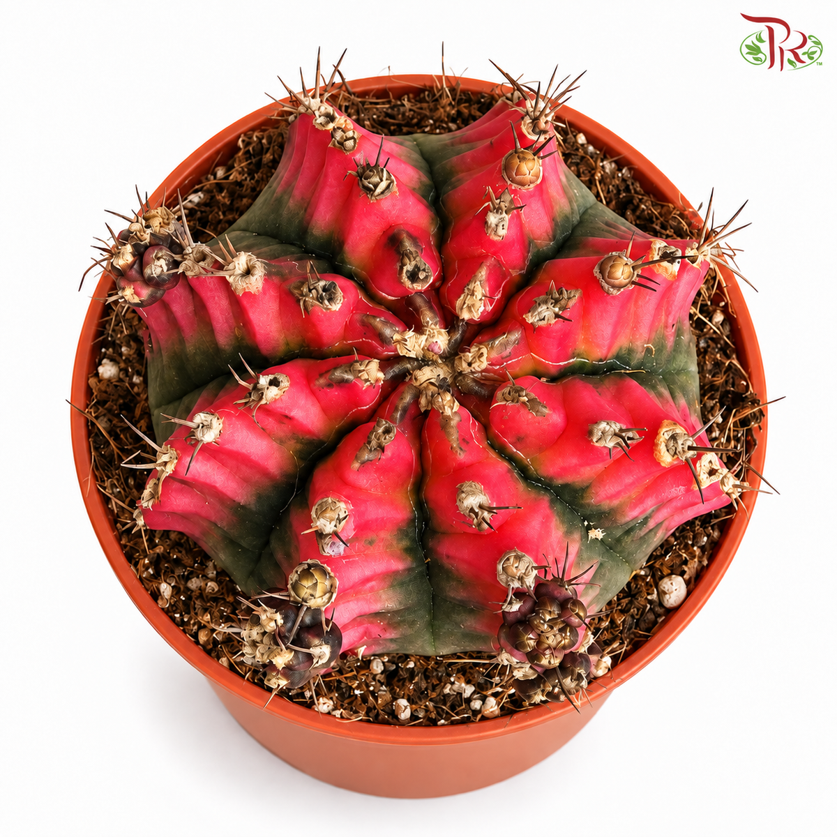 Gymnocalycium Mihanovichii VAR P85 《绯牡丹》