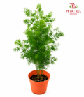 Asparagus Plumosus Nanus P140 (H08)