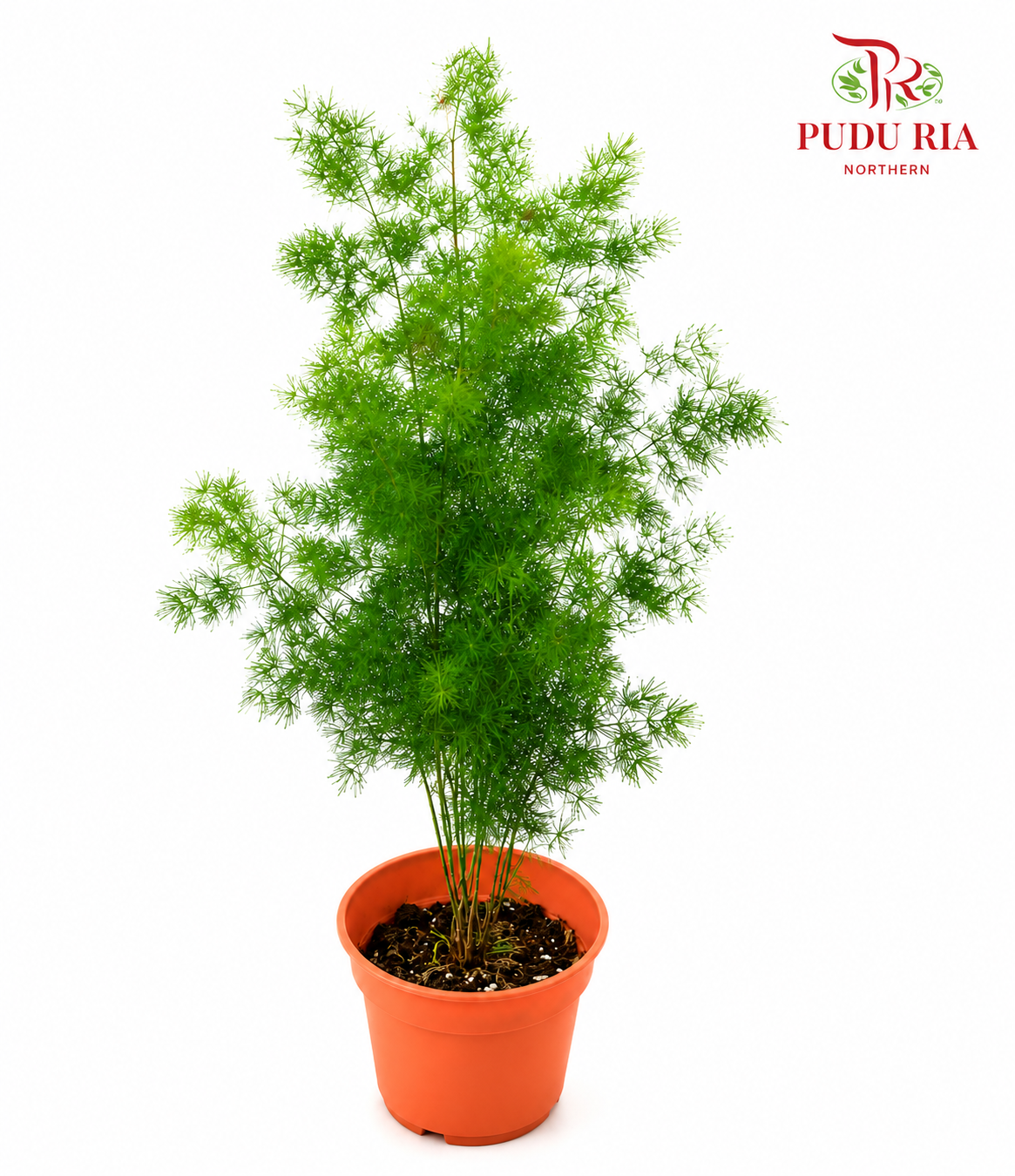 Asparagus Plumosus Nanus P140 (H08)
